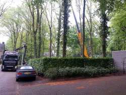 bomen rooien